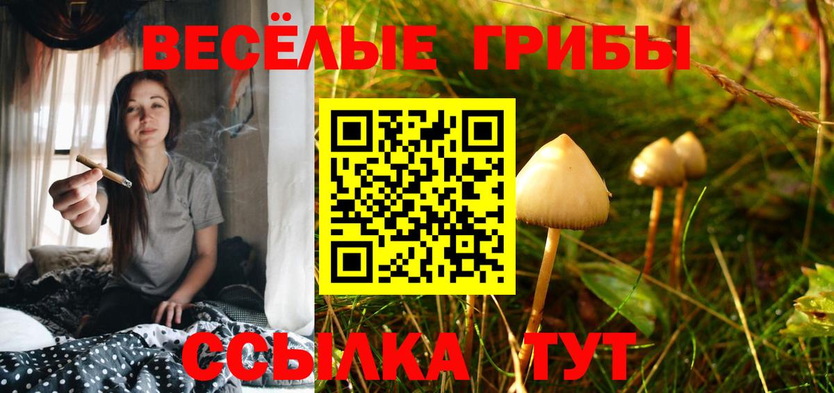 Галлюциногенные грибы Psilocybine cubensis  Вход с VPN  Вятские Поляны 