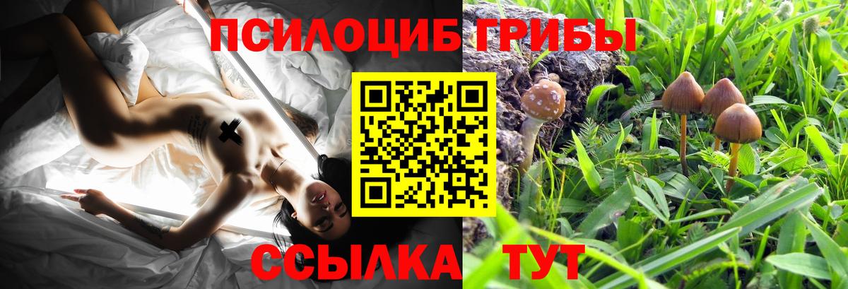 Галлюциногенные грибы Psilocybine cubensis Вятские Поляны